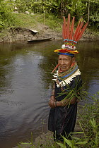 Cofan Indian who first observed Harpy Eagle (Harpia harpyja) nest and whose land the nest is on, Cuyabeno Reserve, Amazon rainforest, Ecuador
