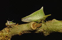 Treehopper (Umbonia sp) adults and nymphs, Mindo cloud forest, western slopes of the Andes, Ecuador