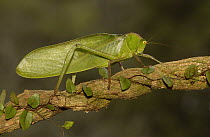 Katydid (Steirodon sp) portrait on branch, western slopes of the Andes, Ecuador