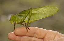 Katydid (Steirodon sp) on human hand, western slopes of the Andes, Ecuador