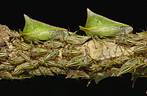Treehopper (Umbonia sp) adults and nymphs, Mindo cloud forest, western slopes of the Andes, Ecuador