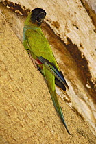Black-hooded Parakeet (Nandayus nenday) Pantanal, Mato Grosso do Sul, Brazil