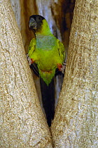 Black-hooded Parakeet (Nandayus nenday), Pantanal, Brazil