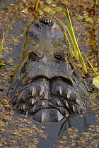 Spectacled Caiman (Caiman crocodilus) in swamp, Pantanal, Brazil