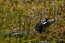 Spectacled Caiman (Caiman crocodilus) juvenile in swamp, Pantanal, Mato Grosso do Sul, Brazil