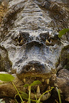Spectacled Caiman (Caiman crocodilus) feeding on prey, Pantanal, Brazil