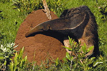 Giant Anteater (Myrmecophaga tridactyla) inspecting termite mound, Brazil