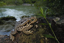Cururu Toad (Bufo paracnemis) on rock along stream, Brazil