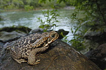 Cururu Toad (Bufo paracnemis) on rock along stream, Brazil