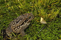 Cururu Toad (Bufo paracnemis) in grass, Brazil