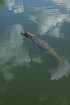 Broad-snouted Caiman (Caiman latirostris) floating in calm waters, South America