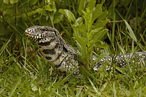Common Tegu (Tupinambis teguixin) lizard, in grass, Brazil