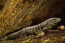 Common Tegu (Tupinambis teguixin) lizard, portrait, side view, Brazil