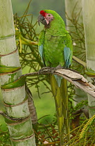 Military Macaw (Ara militaris) portrait, in fruiting palm tree, Amazon rainforest, Ecuador