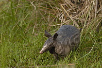 Nine-banded Armadillo (Dasypus novemcinctus) in grass, Pantanal, largest contiguous wetland system in the world, Brazil
