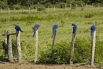 Hyacinth Macaw (Anodorhynchus hyacinthinus) group on fence posts, Pantanal, Brazil