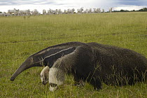 Giant Anteater (Myrmecophaga tridactyla) central Pantanal, Brazil