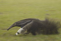 Giant Anteater (Myrmecophaga tridactyla) moving through an open field, central Pantanal, Brazil