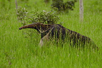 Giant Anteater (Myrmecophaga tridactyla) walking through tall grass, central Pantanal, Brazil
