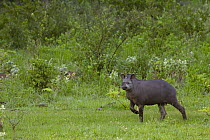 Brazilian Tapir (Tapirus terrestris) wild male, Serra Da Bodoquena region, Pantanal, Brazil