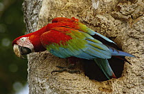 Red and Green Macaw (Ara chloroptera) adult emerging from nest cavity, central Pantanal, Mato Grosso do Sul, Brazil