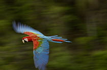 Red and Green Macaw (Ara chloroptera) flying, Cerrado habitat, Mato Grosso do Sul, Brazil