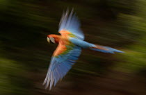 Red and Green Macaw (Ara chloroptera) flying, Cerrado habitat, Mato Grosso do Sul, Brazil
