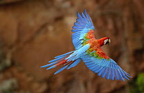 Red and Green Macaw (Ara chloroptera) flying, wings spread, back view, wild, ranges from humid east Panama to Brazil, east Peru, north-east Bolivia and Paraguay, Cerrado habitat, Mato Grosso do Sul, B...