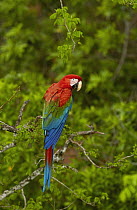Red and Green Macaw (Ara chloroptera) perching, Cerrado habitat, Mato Grosso do Sul, Brazil