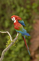Red and Green Macaw (Ara chloroptera) pair nuzzling on branch, Cerrado habitat, Mato Grosso do Sul, Brazil