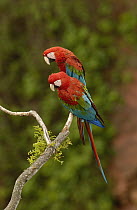 Red and Green Macaw (Ara chloroptera) perching pair, Cerrado habitat, Mato Grosso do Sul, Brazil