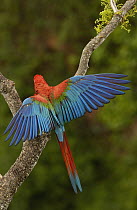 Red and Green Macaw (Ara chloroptera) stretching wings, Cerrado habitat, Mato Grosso do Sul, Brazil