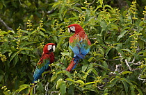 Red and Green Macaw (Ara chloroptera) pair, Cerrado habitat, Mato Grosso do Sul, Brazil