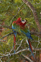 Red and Green Macaw (Ara chloroptera) pair nuzzling and allopreening on branch, Cerrado habitat, Mato Grosso do Sul, Brazil