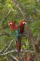 Red and Green Macaw (Ara chloroptera) pair perching on branch, Cerrado habitat, Mato Grosso do Sul, Brazil