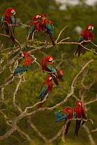 Red and Green Macaw (Ara chloroptera) flock perching and preening in tree, Cerrado habitat, Mato Grosso do Sul, Brazil
