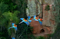 Red and Green Macaw (Ara chloroptera) group flying, Cerrado habitat, Mato Grosso do Sul, Brazil