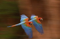Red and Green Macaw (Ara chloroptera) pair flying, Cerrado habitat, Mato Grosso do Sul, Brazil