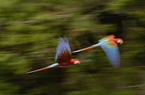 Red and Green Macaw (Ara chloroptera) pair flying, Cerrado habitat, Mato Grosso do Sul, Brazil