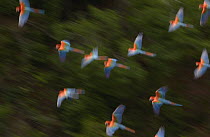 Red and Green Macaw (Ara chloroptera) flock flying, Cerrado habitat, Mato Grosso do Sul, Brazil