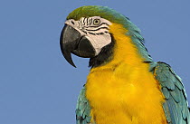 Blue and Yellow Macaw (Ara ararauna) portrait, native to Amazon rainforest, South America