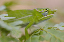 Petter's Chameleon (Furcifer petteri) camouflaged amid foliage in protected area, Daraina, Madagascar