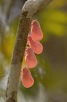 Flatid Leaf Bug (Phromnia rosea) group clinging to branch in western deciduous forest, Ankarafantsika National Park, Madagascar