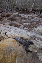 Daraina Scorpion, undescribed giant scorpion species, northern Madagascar