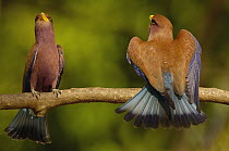 Broad-billed Roller (Eurystomus glaucurus) male and female in courtship display, western deciduous forest, Ankarafantsika National Park, Madagascar