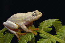Betsileo Reed Frog (Heterixalus betsileo) this frog has variable color morphs ranging from white to green and commonly seen in gardens around Antananarivo, central highlands, Antananarivo, Madagascar