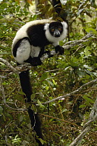 Black and White Ruffed Lemur (Varecia variegata variegata) in rainforest near Mantadia National Park, endangered, Madagascar