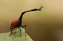 Giraffe Weevil (Trachelophorus giraffa) only the males have this extraordinary neck like a mechanical digger, females are more modestly proportioned, Analamazoatra Special Reserve or Perinet, Madagasc...