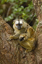 Brown Lemur (Lemur fulvus) female and baby, eastern rainforest near Perinet, Madagascar