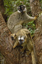 Brown Lemur (Lemur fulvus) male with dark face, female and baby, eastern rainforest near Perinet, Madagascar